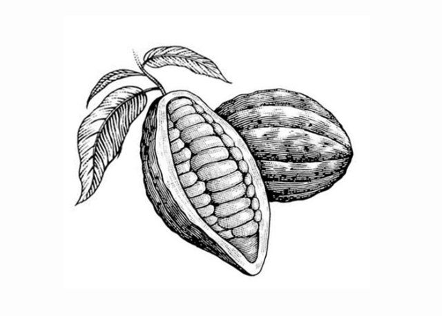 cacao pods